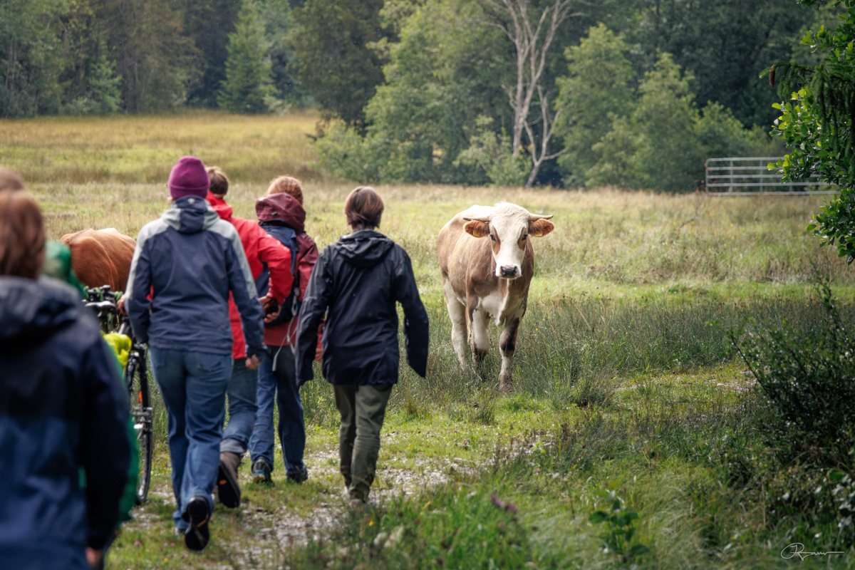 Group on a walk with cow in background