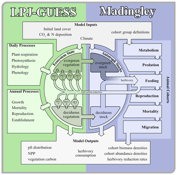 Model coupling of Madingley and LPJ-GUESS