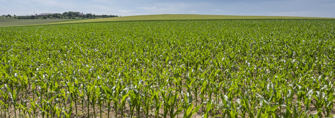 Corn Field