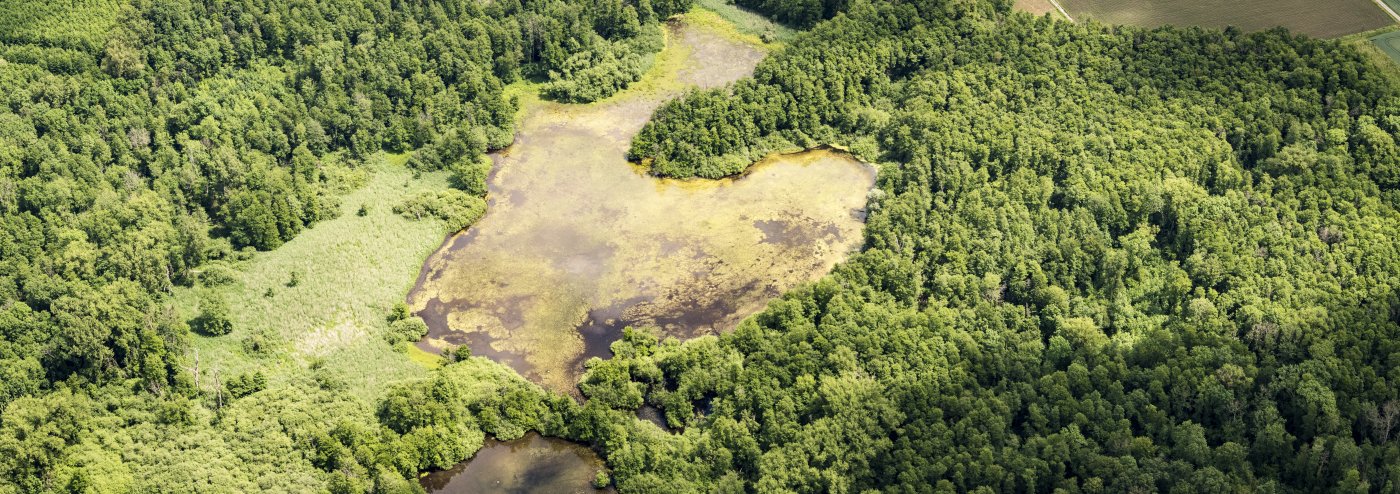 agricultural land, forest