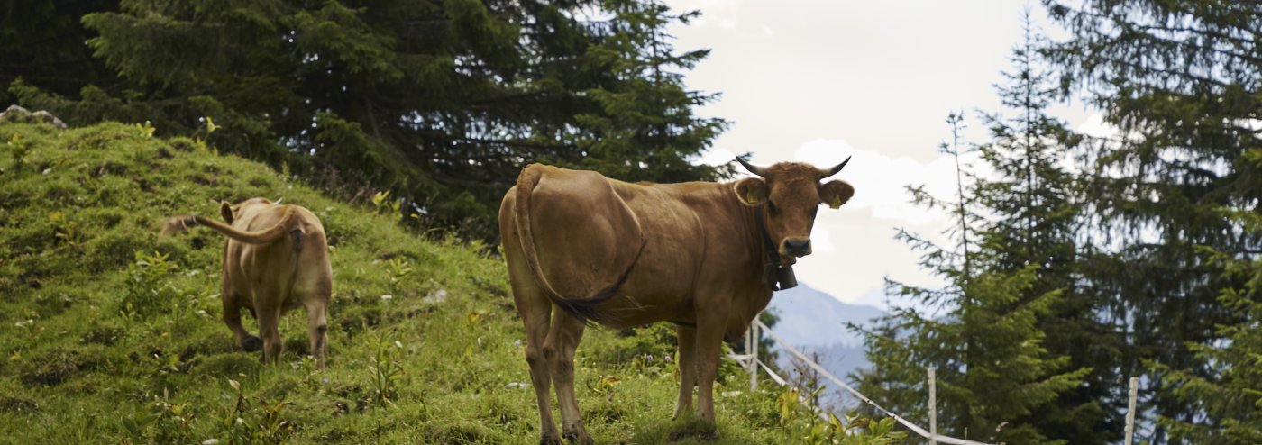 Kuehe auf einer Almwiese in den bayerischen Alpen