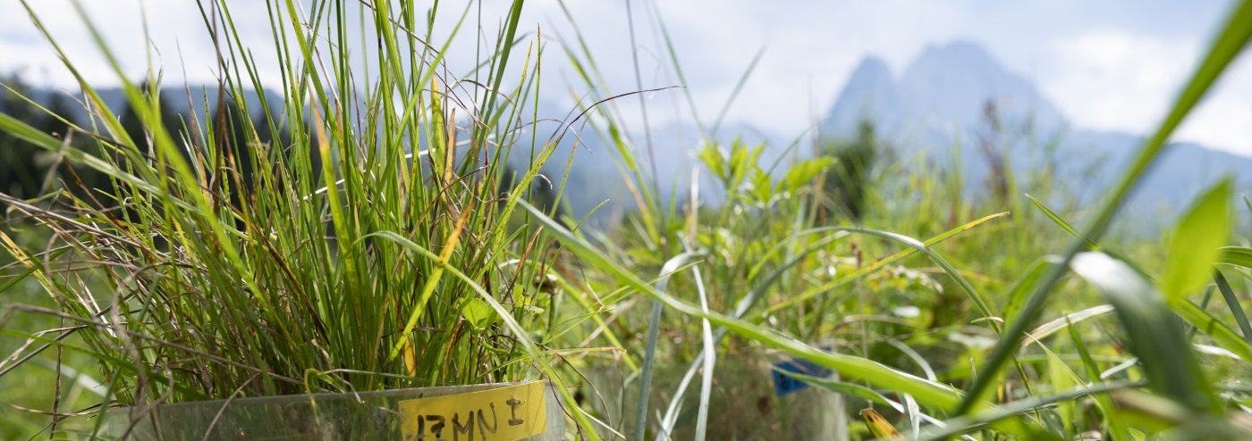 Static chamber for greenhouse gas source strength determination, in-situ greenhouse gas measurements, biological nitrogen fixation, legume intercropping, grassland	