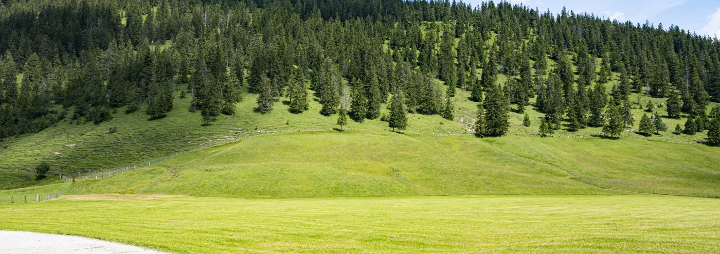 Forest in pre-alpine mountains