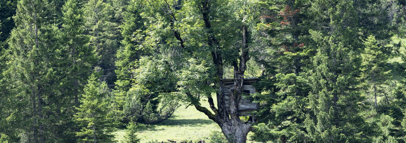 Tree in a forest in the Bavarian mountains