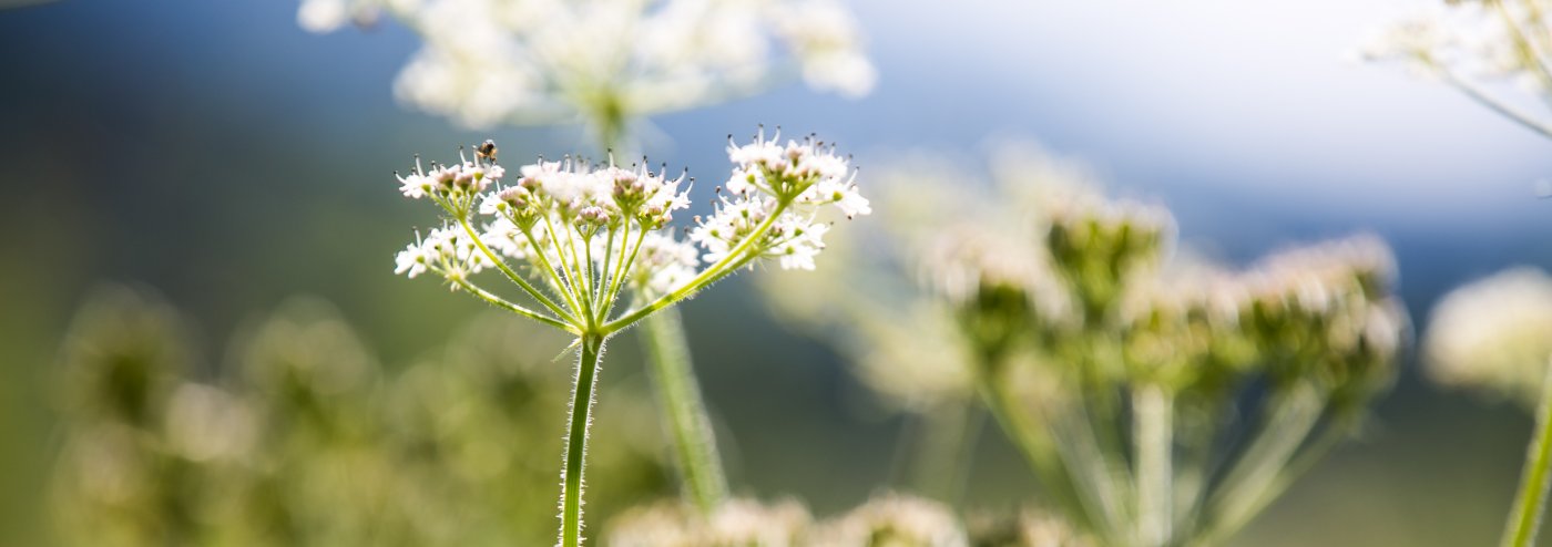 Flowers around Campus Alpin