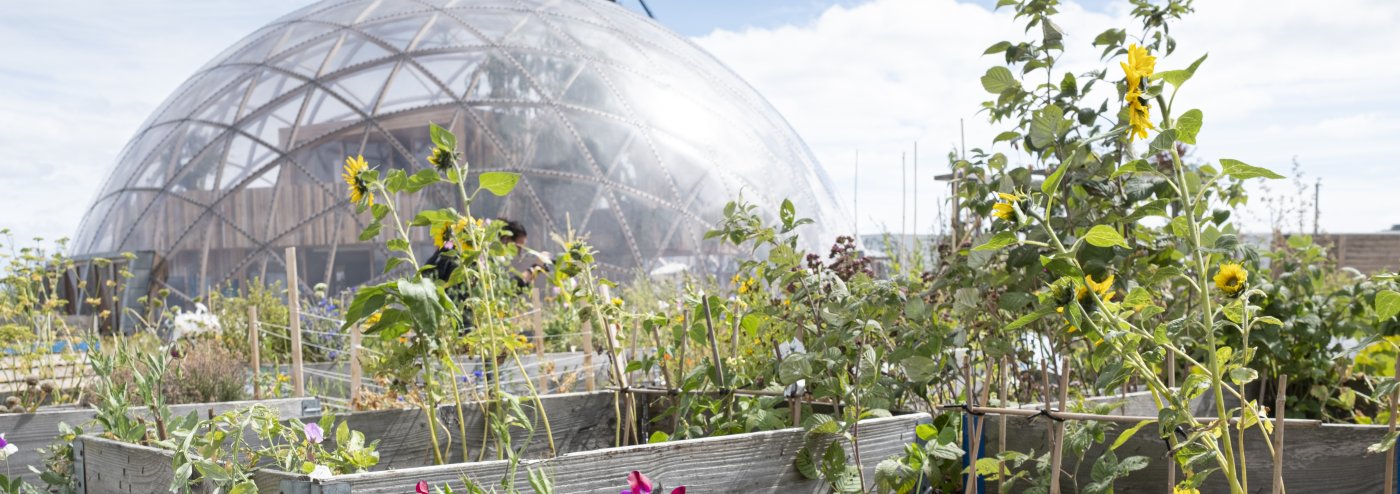 various raised beds with flowers, herbs, and vegetables