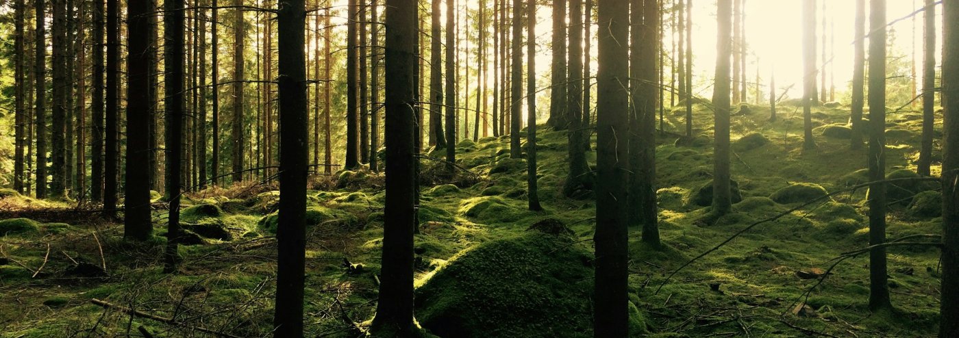Green pine tree forest in the sunset