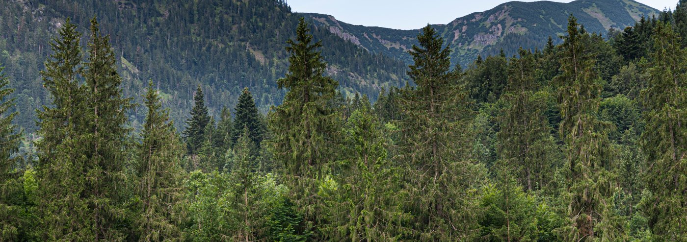 prealpine forest and mountains