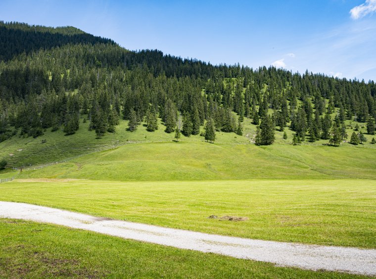 Forest in pre-alpine mountains