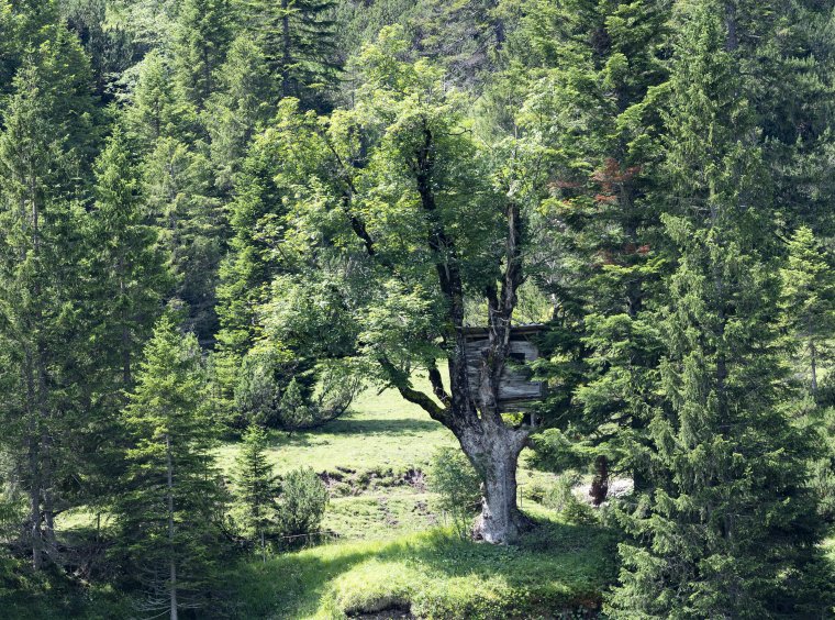Tree in a forest in the Bavarian mountains