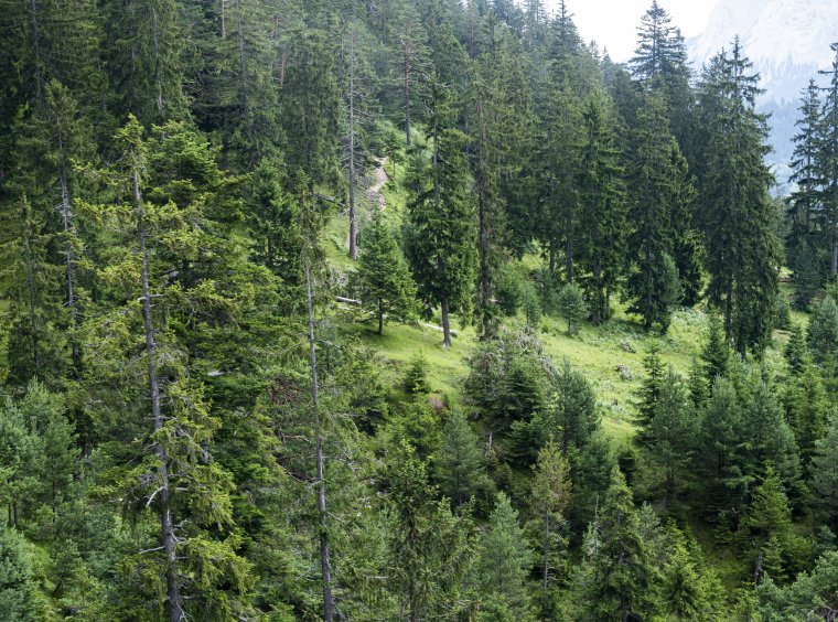 Forest in pre-alpine mountains