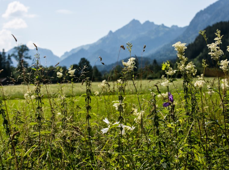 Flowers on a pre-alpin grassland