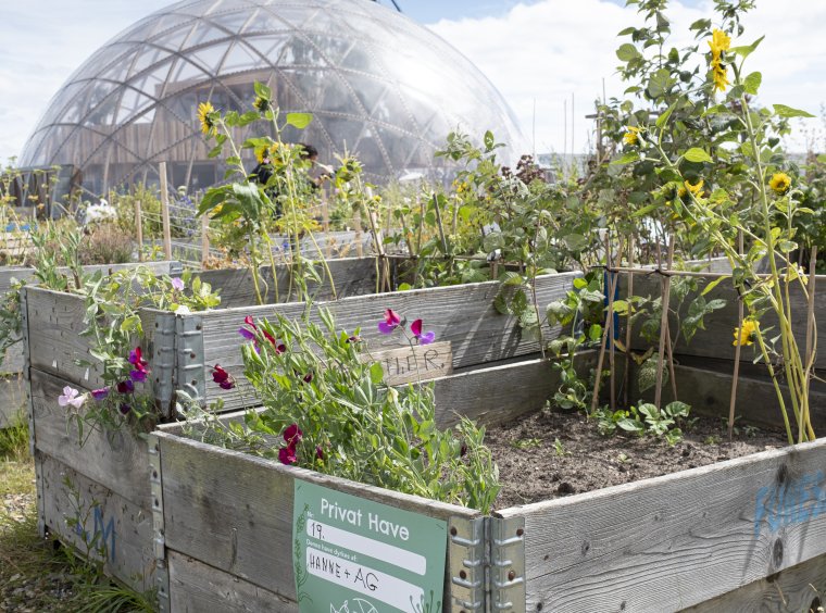 various raised beds with flowers, herbs, and vegetables
