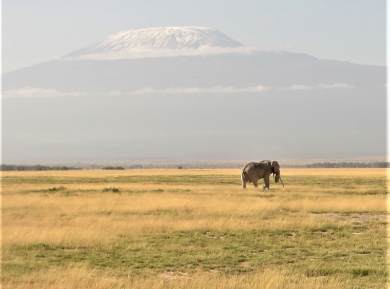 Amboseli National Park, Kenya: Due to climate change, glaciers on the Kilimanjaro are retreating. Plants and animals in the valleys below, however, are dependent on water from the glacier.