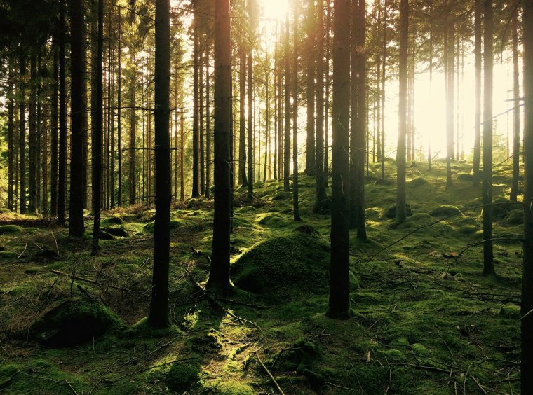 Green pine tree forest in the sunset