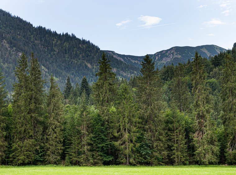prealpine forest and mountains