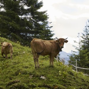 Kuehe auf einer Almwiese in den bayerischen Alpen