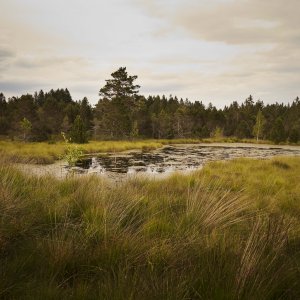 Moorgebiet in Oberbayern mit Moorkiefern und kleinem See, Deutschland