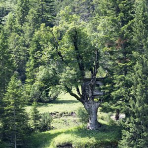 Tree in a forest in the Bavarian mountains