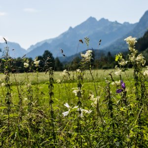 Flowers on a pre-alpin grassland