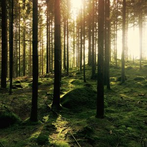 Green pine tree forest in the sunset